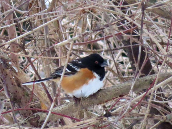 Spotted Towhee 