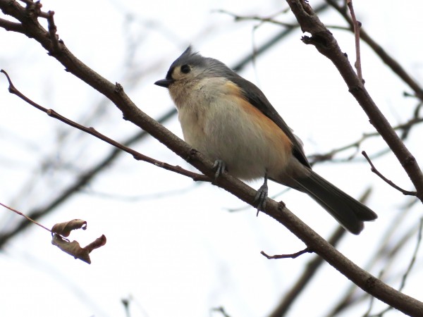 Tufted Titmouse 