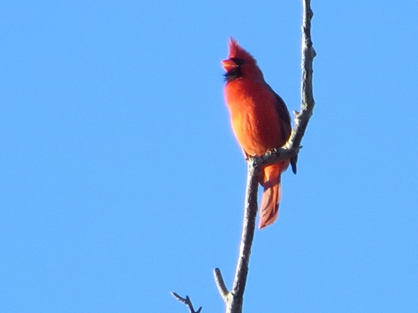 Northern Cardinal 
