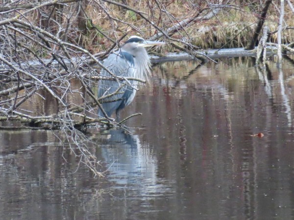 Great Blue Heron 