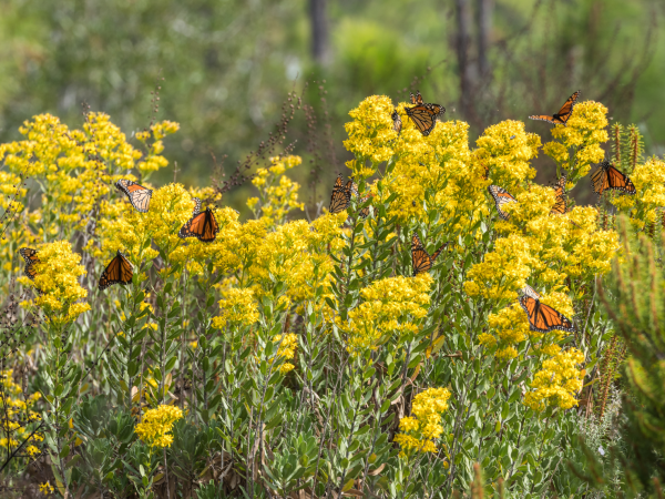 Monarch nectaring. 