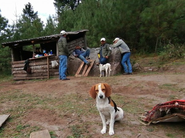 Forest Rangers and friends