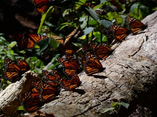 Basking Butterflies