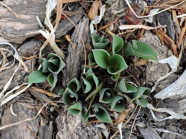 Tulips emerging in Utah.
