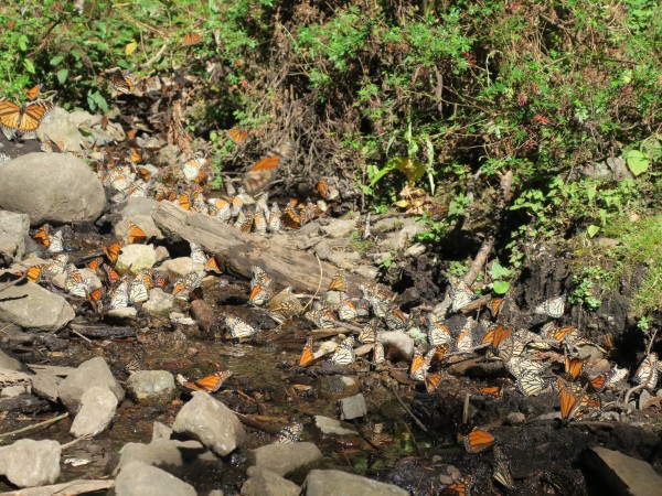 Monarchs drinking water.