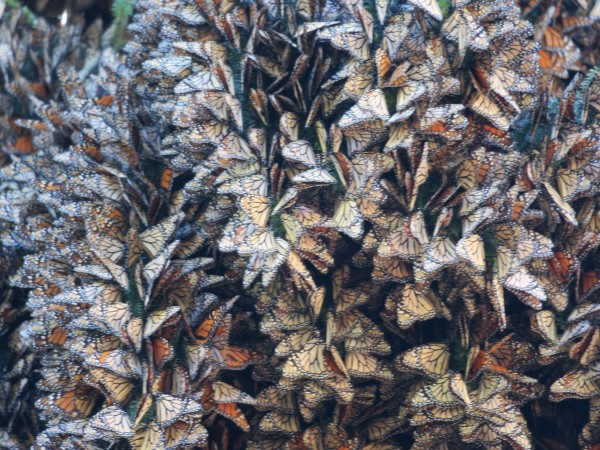 Clusters of monarchs at El Rosario.