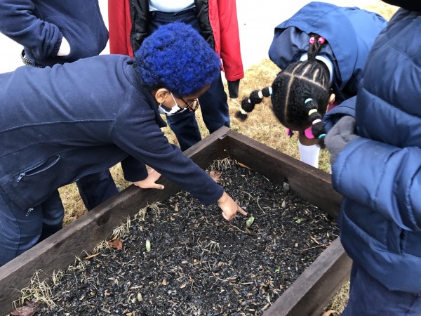Tulips emerging in Atlanta