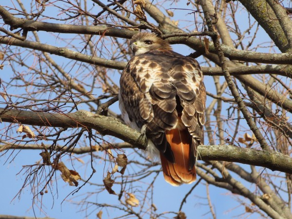 Red-tailed Hawk