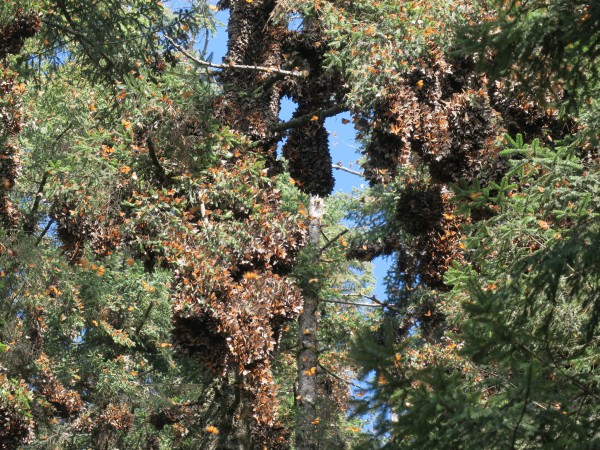 Monarchs clustered at Sierra Chincua Sanctuary.