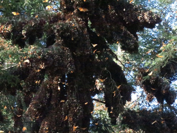 Monarchs clustered at El Rosario Sancturary.