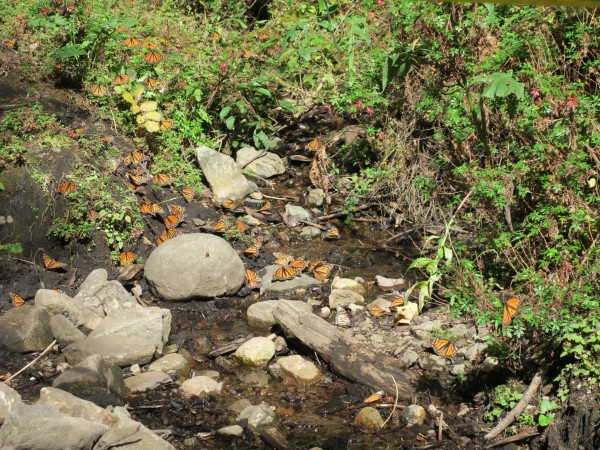 Monarchs drinking water.