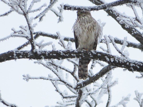 Cooper's Hawk