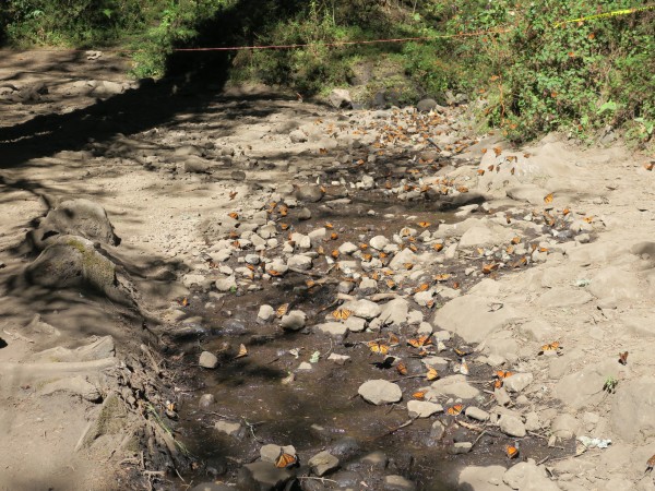 Monarchs drinking water.
