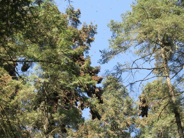 Monarchs clustered at Sierra Chincua Sanctuary.