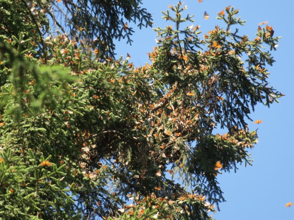 Monarchs at Sierra Chincua.