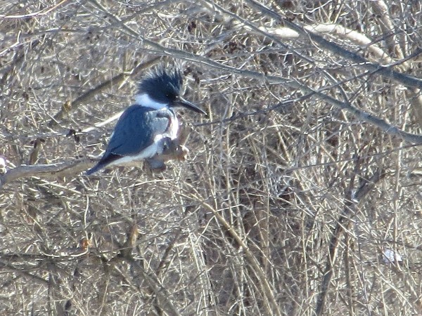 Belted Kingfisher