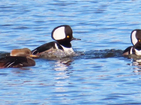 Hooded Mergansers