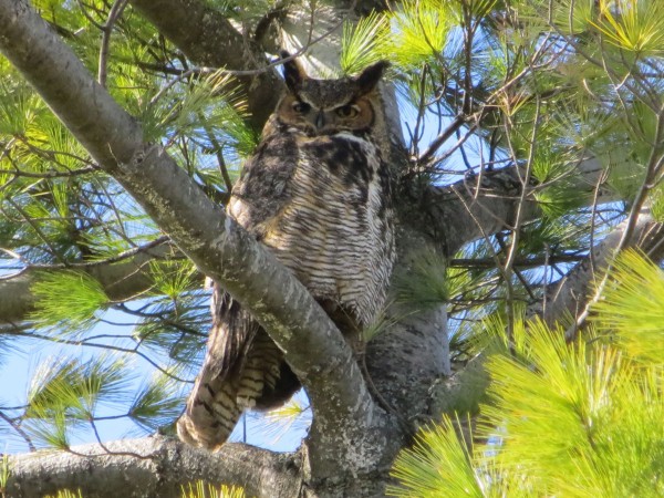 Great Horned Owl 