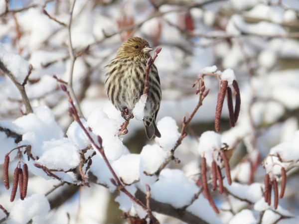 Pine Siskin 