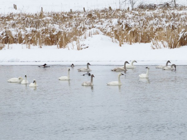 Tundra Swans 