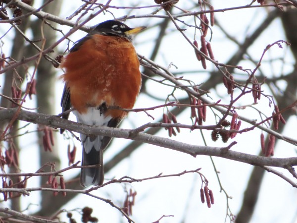 American Robin 
