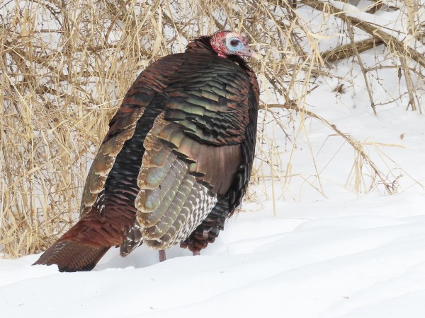 wild turkey