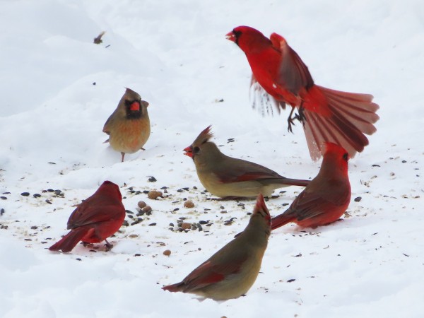 Northern Cardinals
