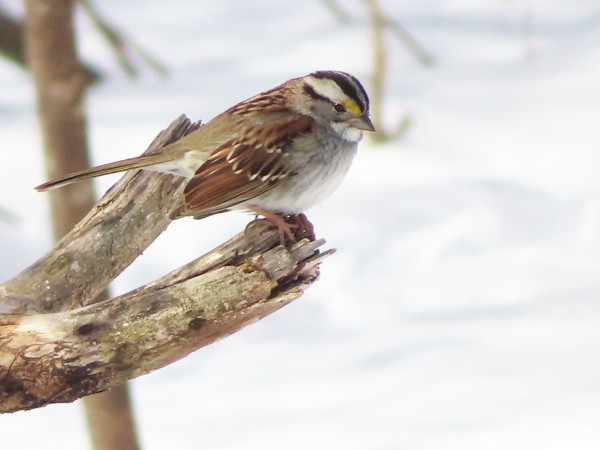 Sparrow