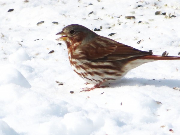 Fox Sparrow