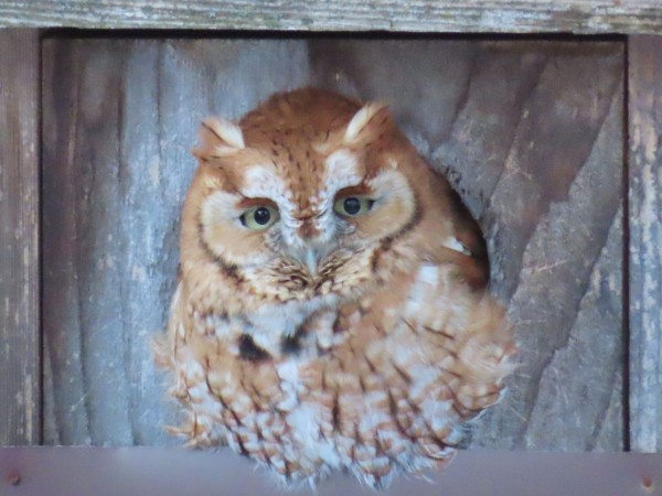 Screech owl