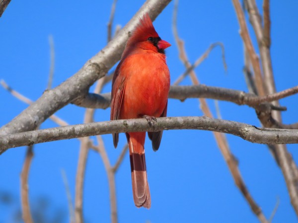 Northern Cardinal 