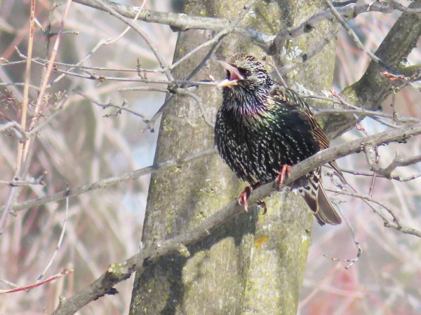 European Starling