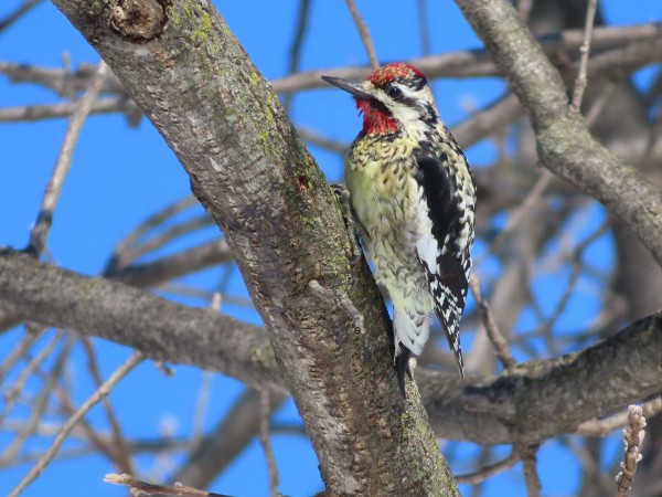 Yellow-bellied Sapsucker
