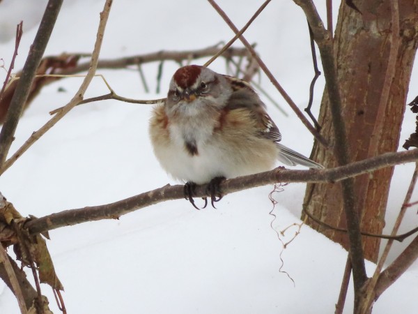 American Tree Sparrow