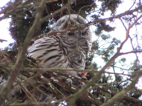Barred Owl 