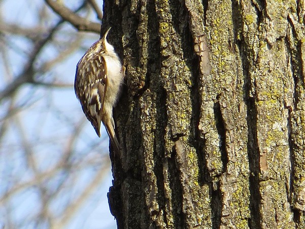 Brown Creeper