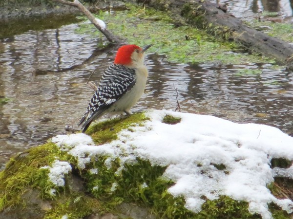 Red-bellied Woodpecker.