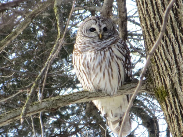 Barred Owl 