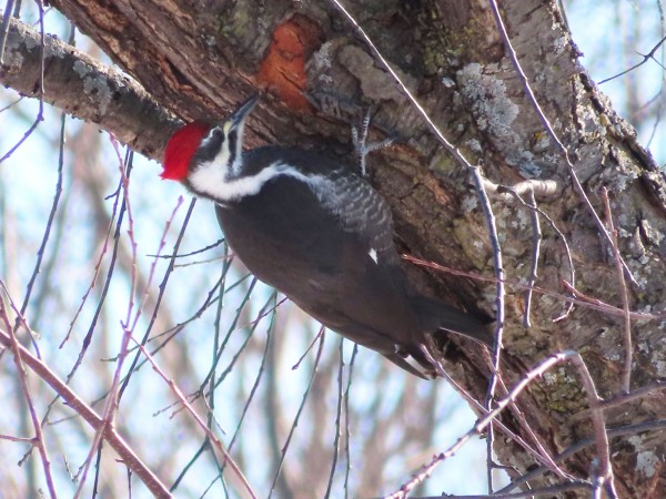 Pileated Woodpecker 