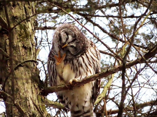Barred Owl 
