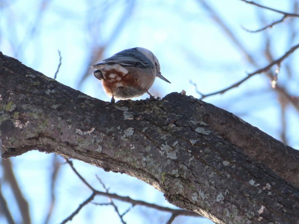 White-breasted Nuthatch
