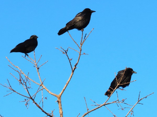 American Crows