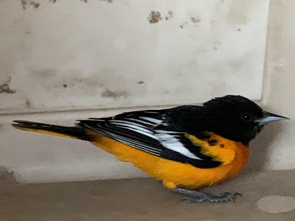 Baltimore Oriole 