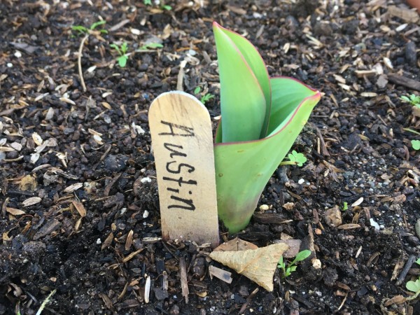 Tulips emerging in California.