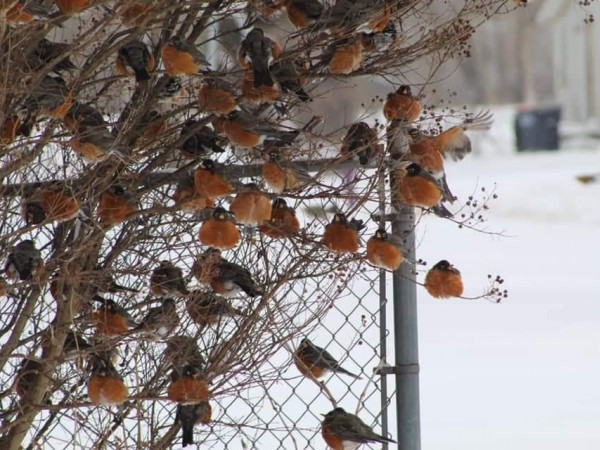 Robins huddled up.