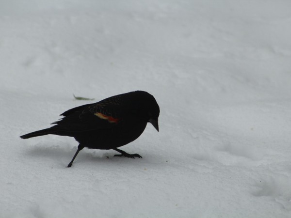 Red-winged Blackbird