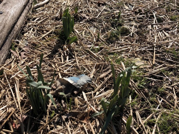 Tulips emerging in Virginia