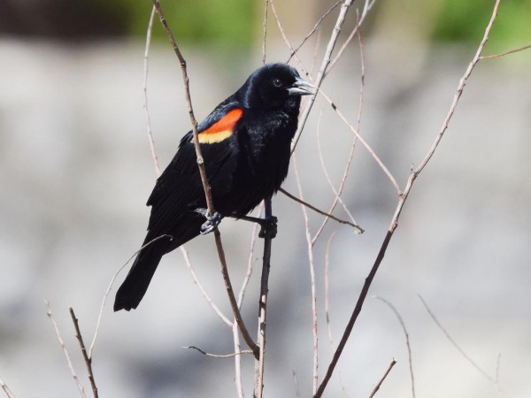 Red-winged Blackbird