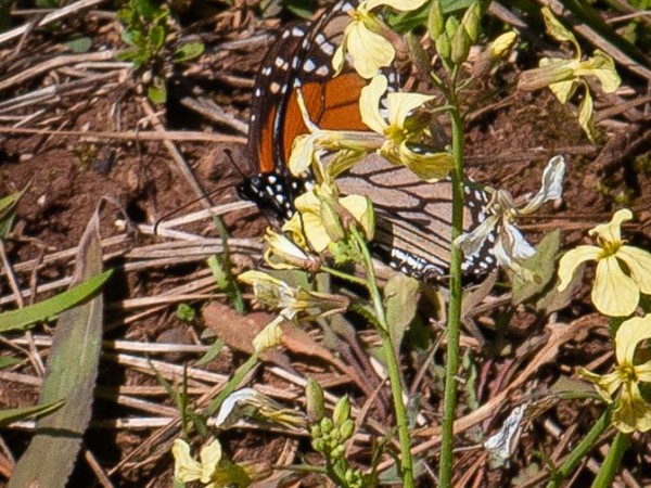 Monarch nectaring in Georgia