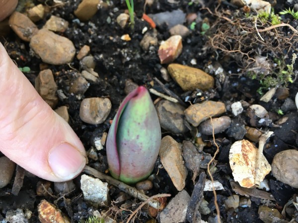Tulips emerging in Tennessee.
